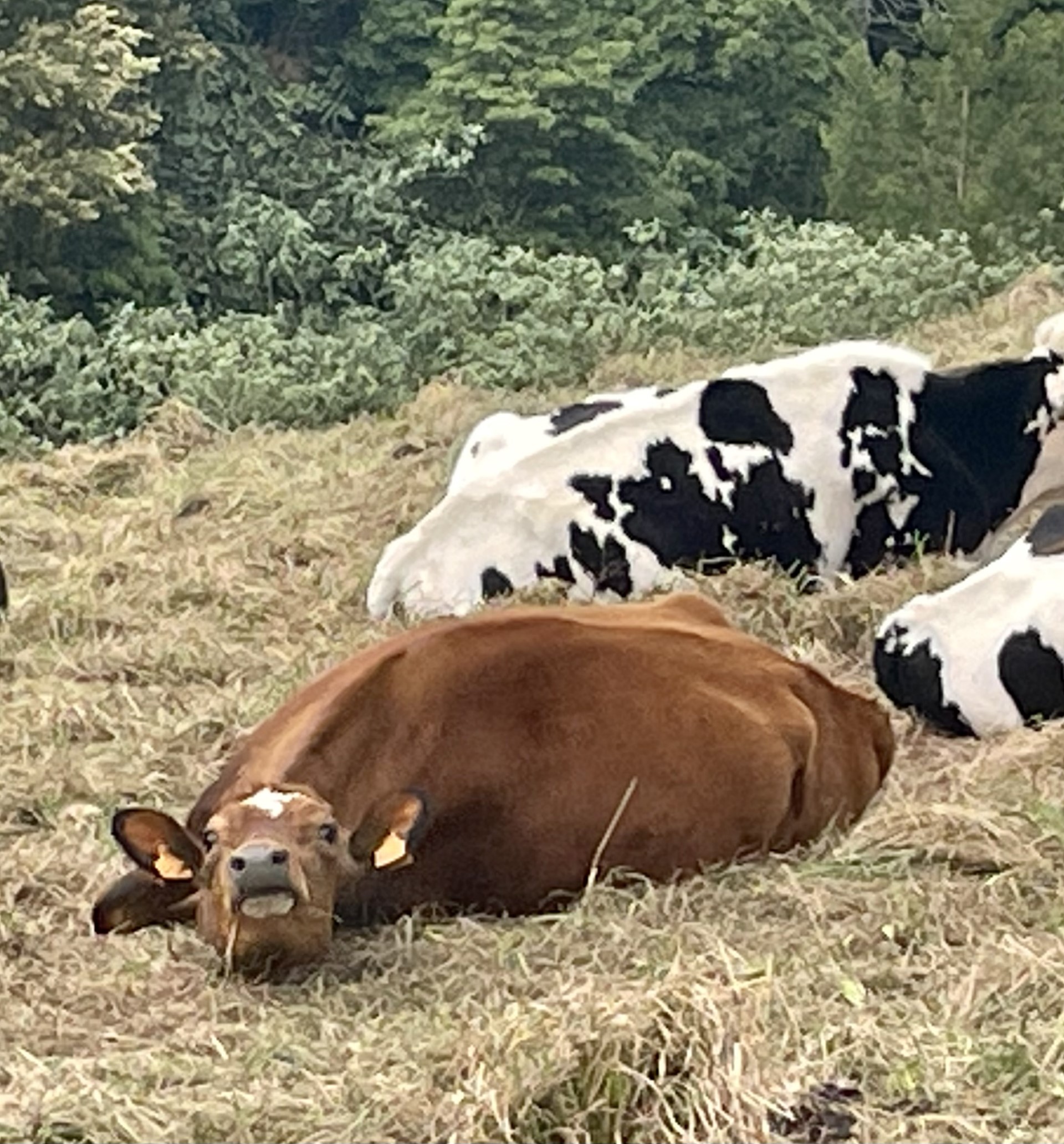 Sao Miguel cows