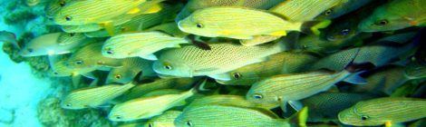 Fish at Belize Barrier Reef
