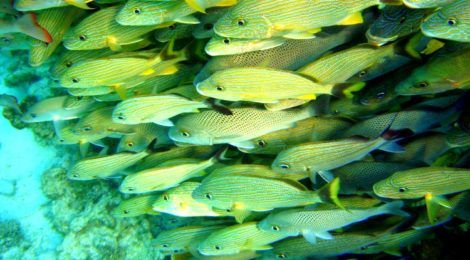 Fish at Belize Barrier Reef