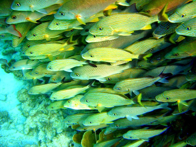 Fish at Belize Barrier Reef