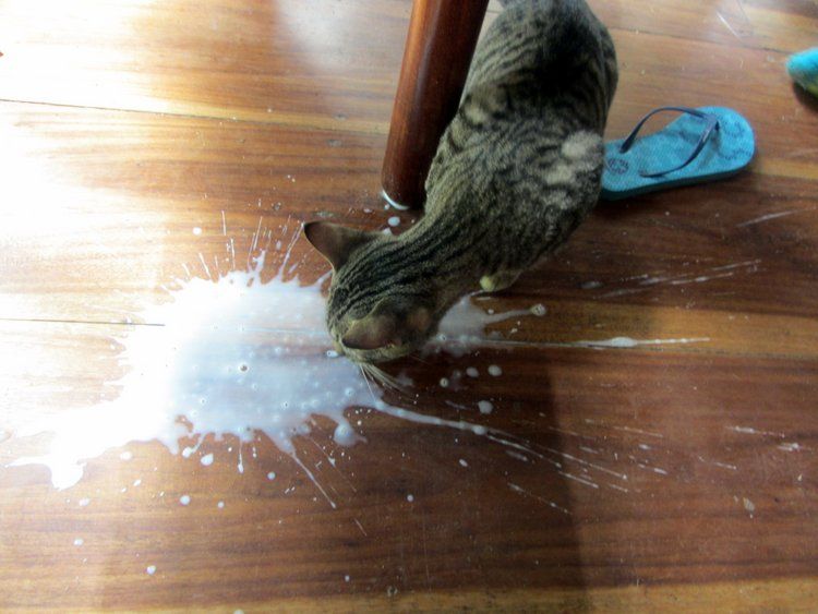 Cat lapping spilled milk