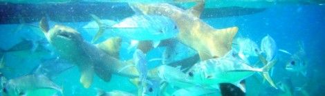 Sharks and fish feeding near the Belize Barrier Reef, Ambergris Caye