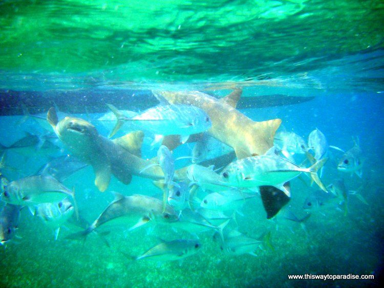 Sharks and fish feeding near the Belize Barrier Reef, Ambergris Caye