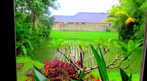 Rice fields in Ubud