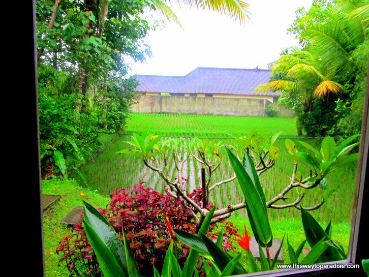 Rice fields in Ubud