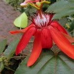 Red flower in Ubud