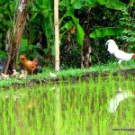 Ducks and rooster in Ubud rice field