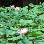 Lotus pond in Penestanan, Ubud