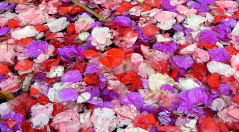 Flower petals in Ubud