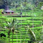 Rice Fields in Bali