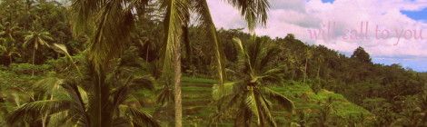 Bali Hai Terraced Rice Fields