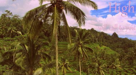 Bali Hai Terraced Rice Fields