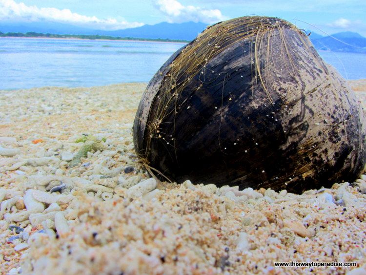 Coconut on Gili Island Beach