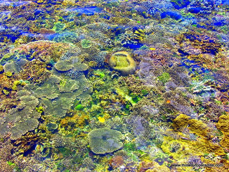 Raja Ampat Coral