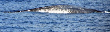 Blue whale sri lanka