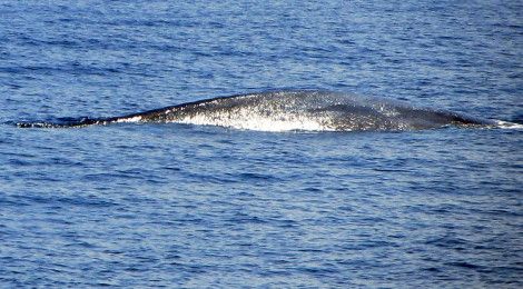 Blue whale sri lanka