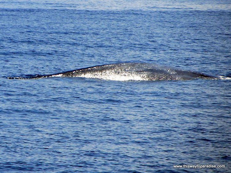 Blue whale sri lanka