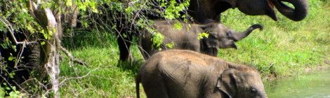 Elephants Drinking Water Yala National Park, Sri Lanka