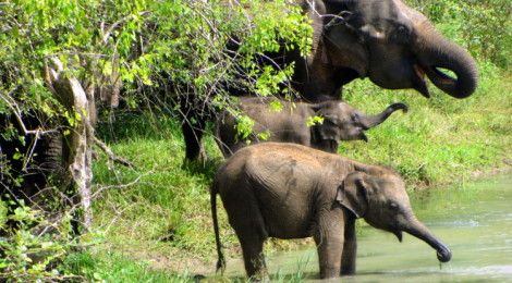 Elephants Drinking Water Yala National Park, Sri Lanka