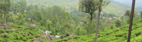 Travel by train in Sri Lanka, tea plantations