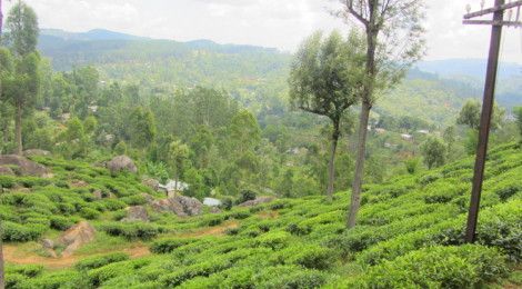 Travel by train in Sri Lanka, tea plantations