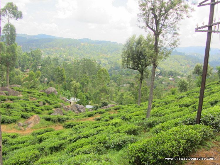 Travel by train in Sri Lanka, tea plantations