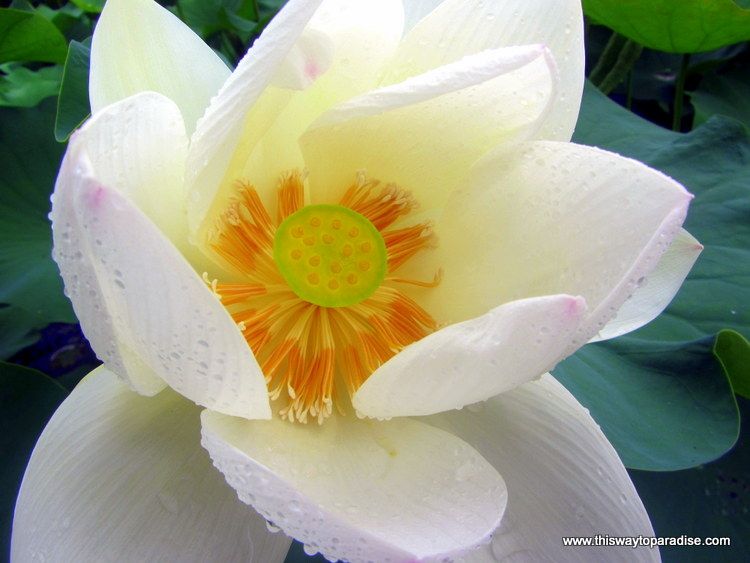 Lotus flower from Ubud, Bali