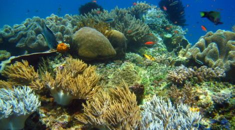 Coral in Raja Ampat, best diving