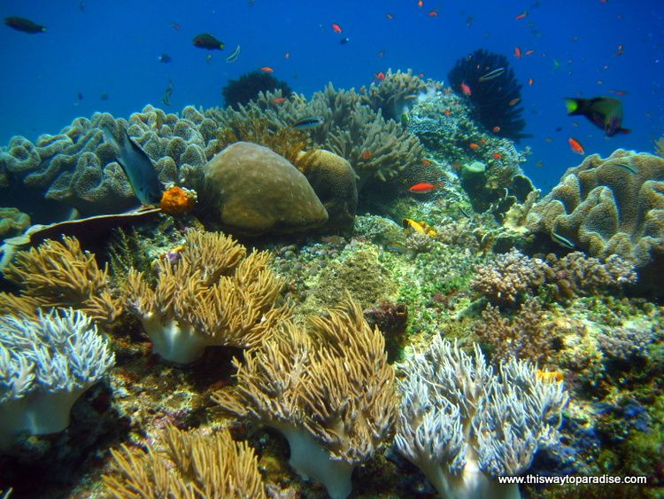 Coral in Raja Ampat, best diving