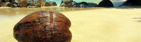 Mirissa Beach coconut
