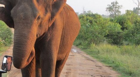 Elephant in Udawalawe National Park, Sri Lanka