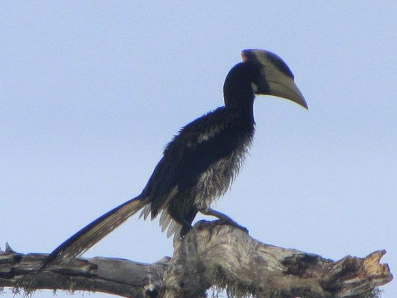 Bird in Yala Park, Sri Lanka