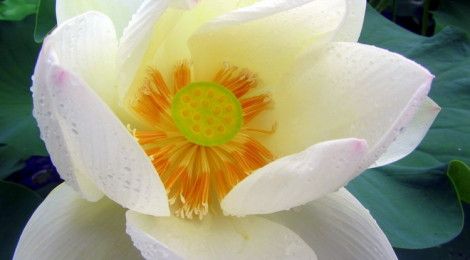 lotus flower how to travel mindfully