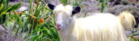 Goat in Crete