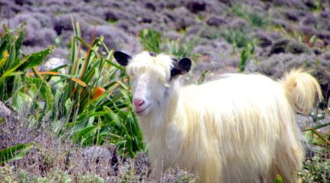 Goat in Crete