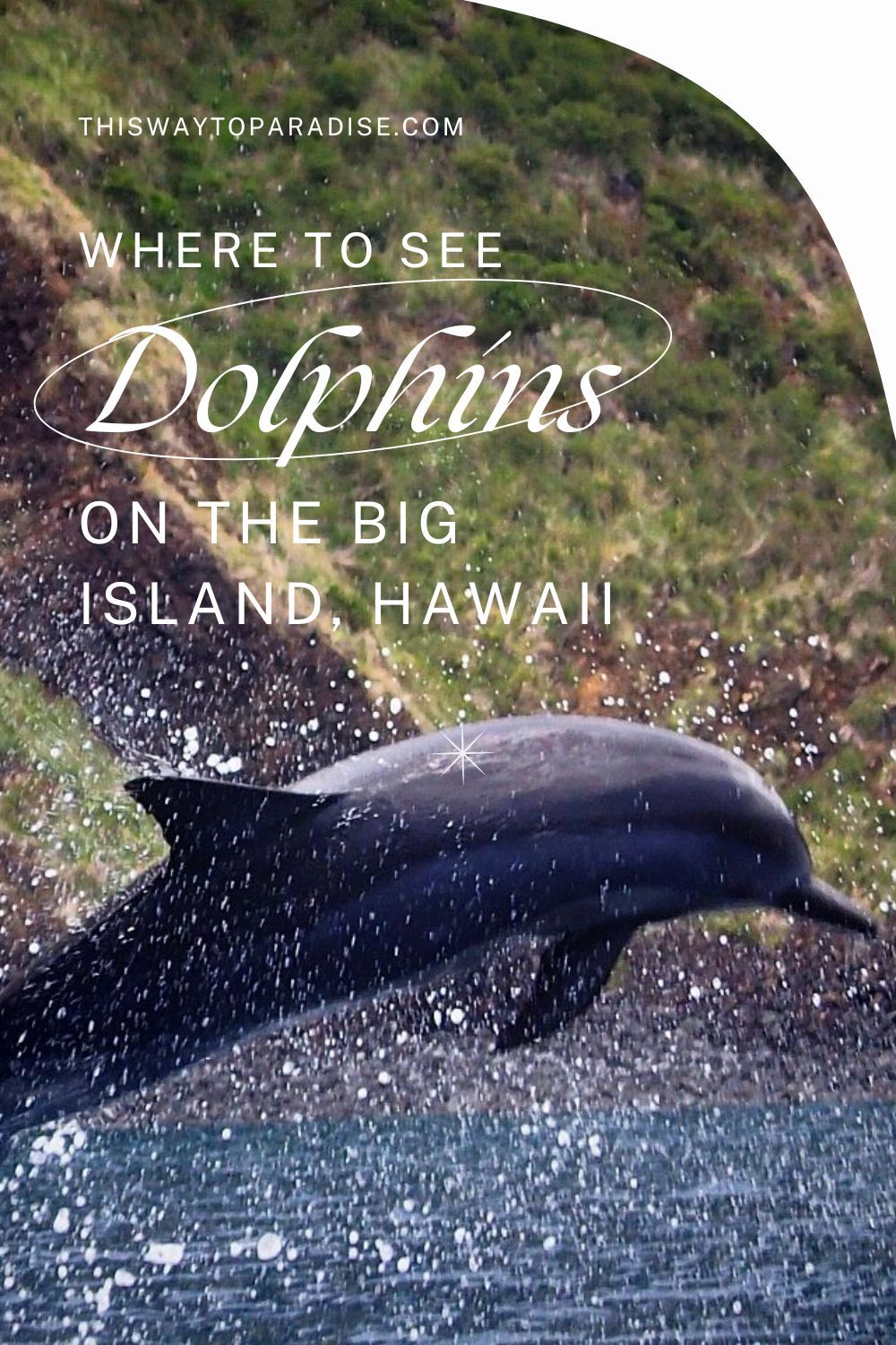Where To See Dolphins On The Big Island Of Hawaii