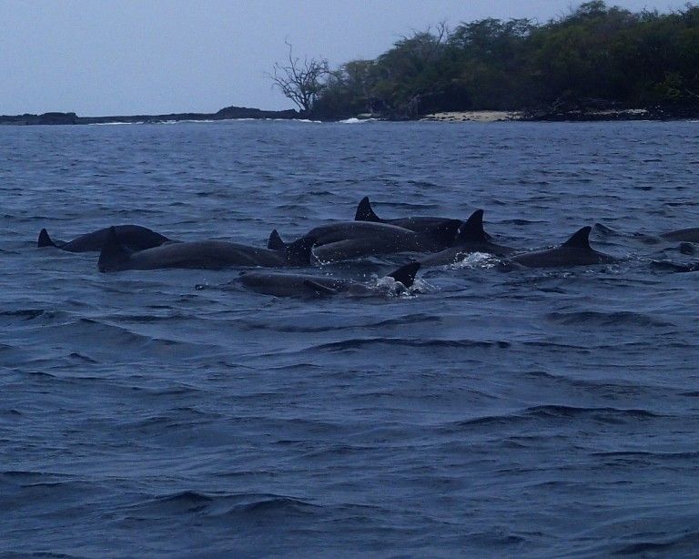 Dolphins In Hawaii: Kealakekua Bay On The Big Island