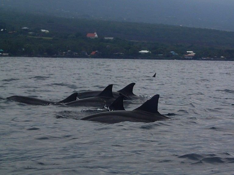 Dolphins In Hawaii: Kealakekua Bay On The Big Island