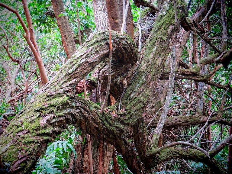 Hawaii Hikes: The Most Magical Hike Of My Life At Kuliouou Ridge