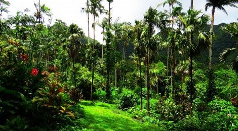 If you love plants and flowers, you definitely want to visit the Lyon Arboretum Botanical Garden on Oahu
