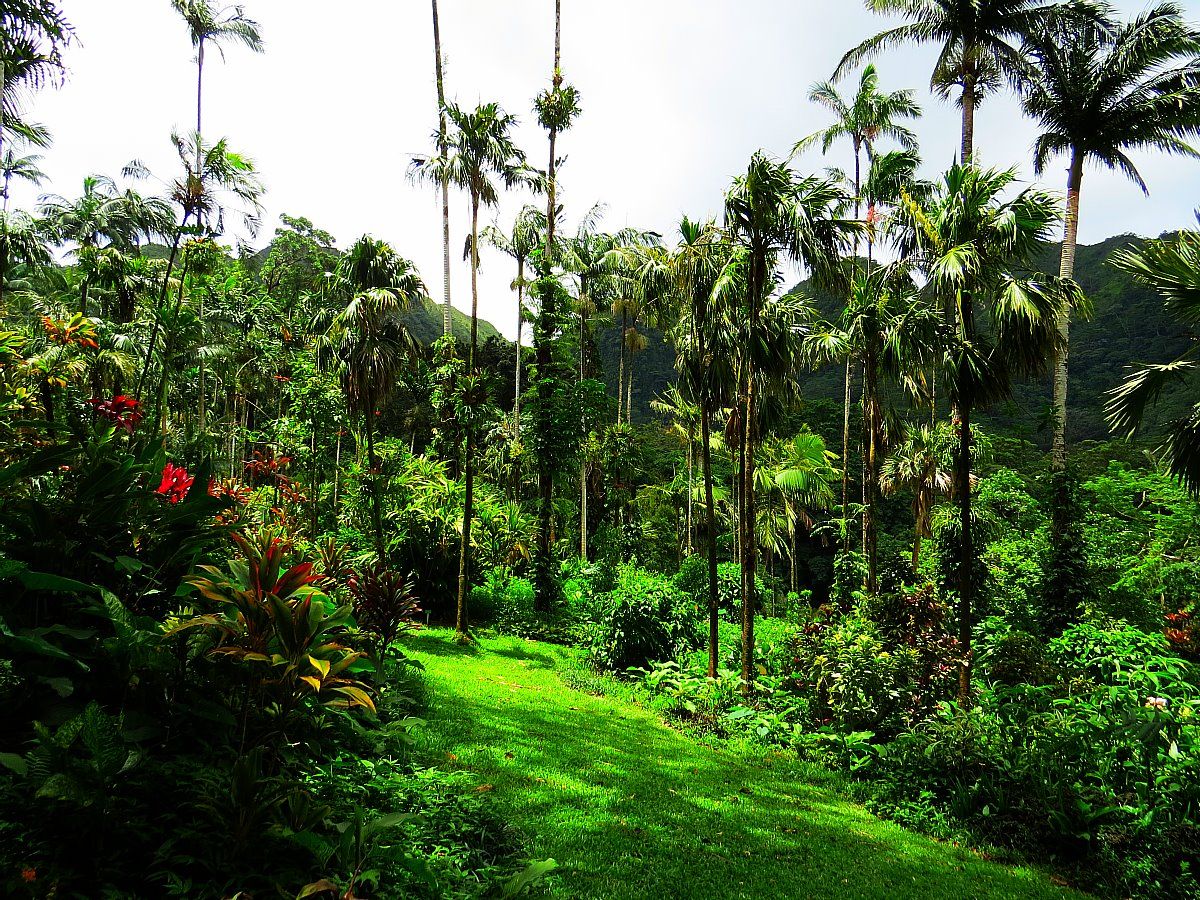 If you love plants and flowers, you definitely want to visit the Lyon Arboretum Botanical Garden on Oahu