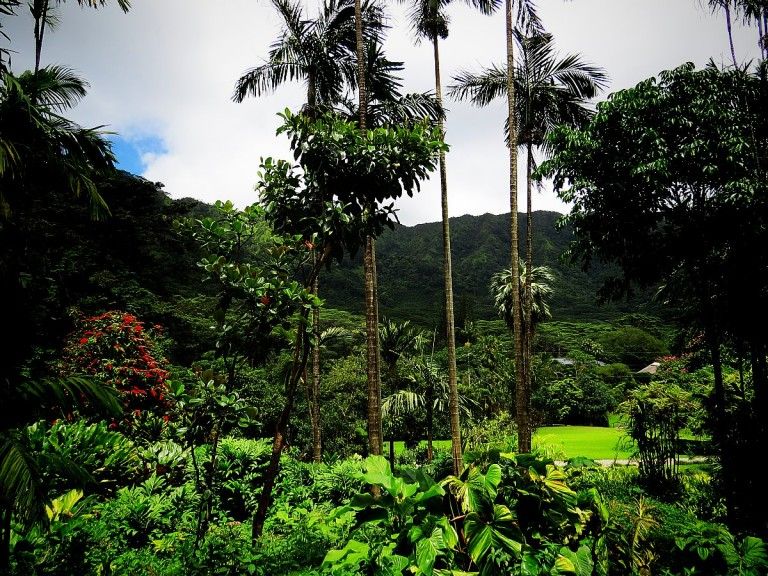 Why You Shouldn't Miss The Lyon Arboretum Botanical Garden On OahuWhy You Shouldn't Miss The Lyon Arboretum Botanical Garden On Oahu