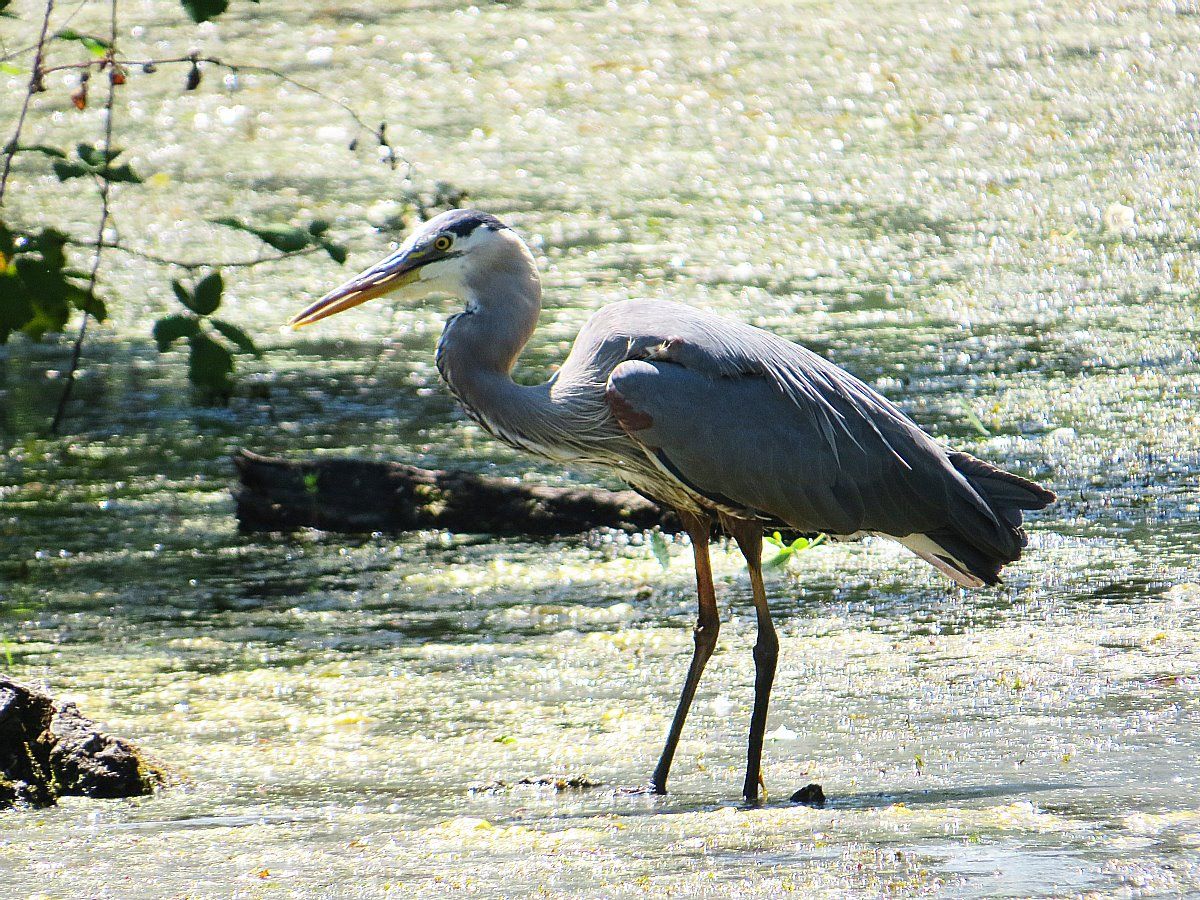 Ridgefield Refuge: The Hike You Can Take Without Even Getting Out of Your Car