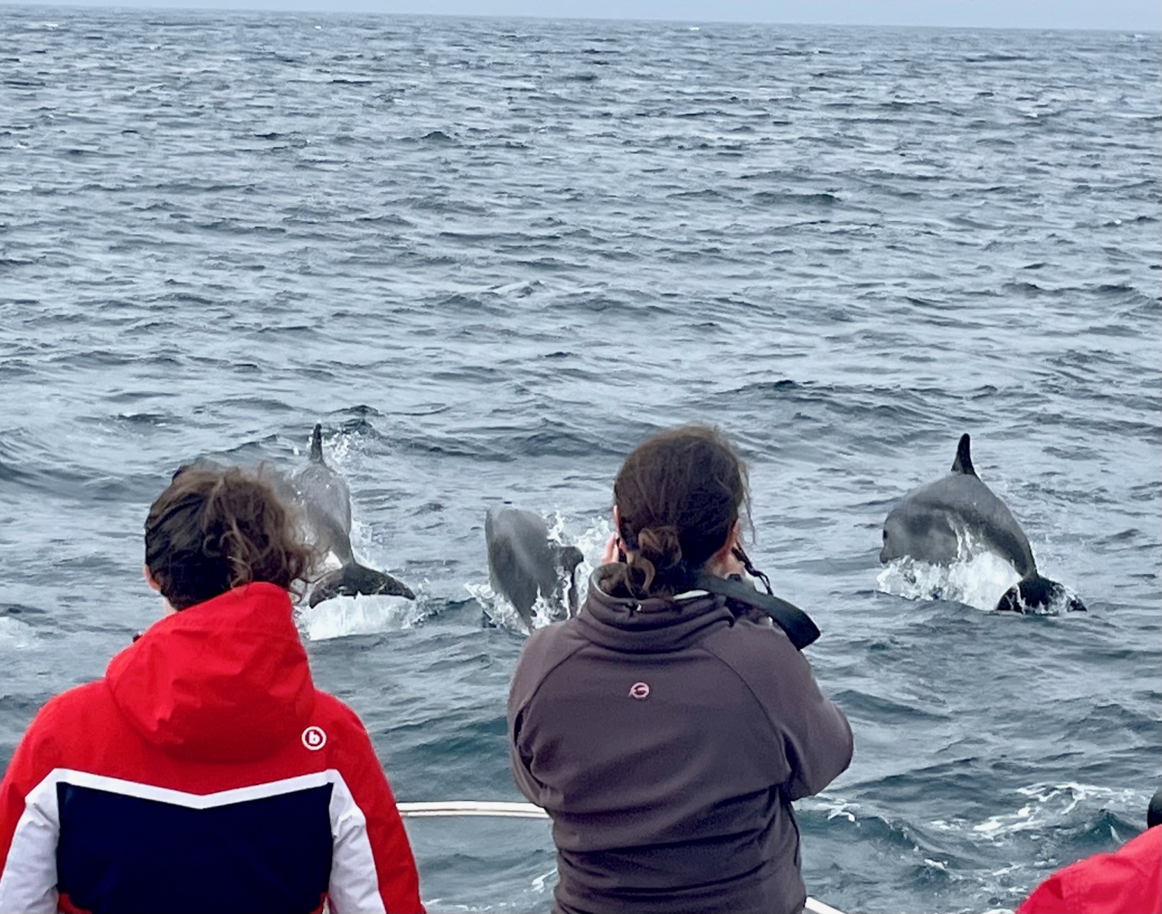Dolphins Azores