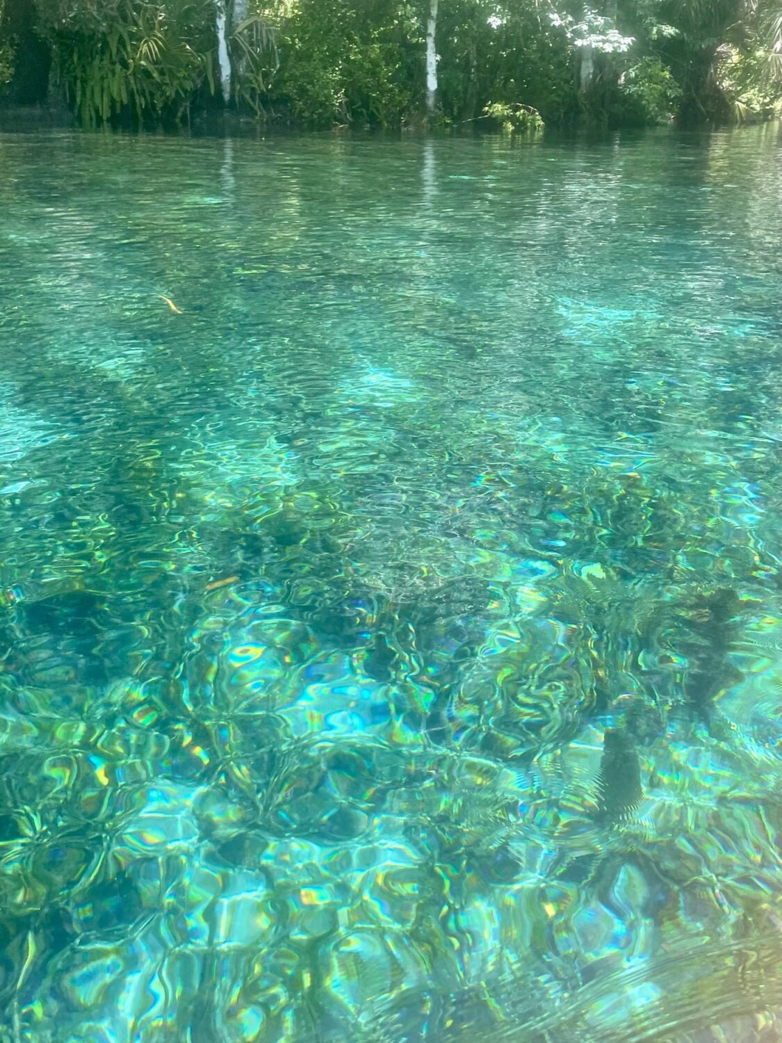 Exploring Florida Springs: Nature's Liquid Jewels - This Way To 