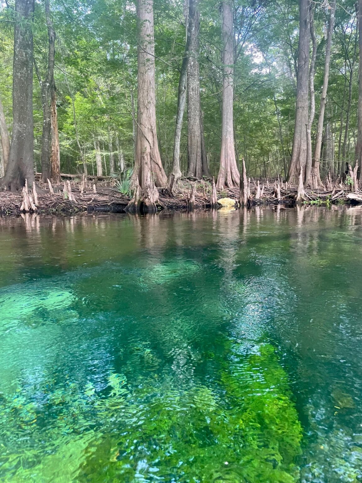 Exploring Florida Springs: Nature's Liquid Jewels - This Way To 