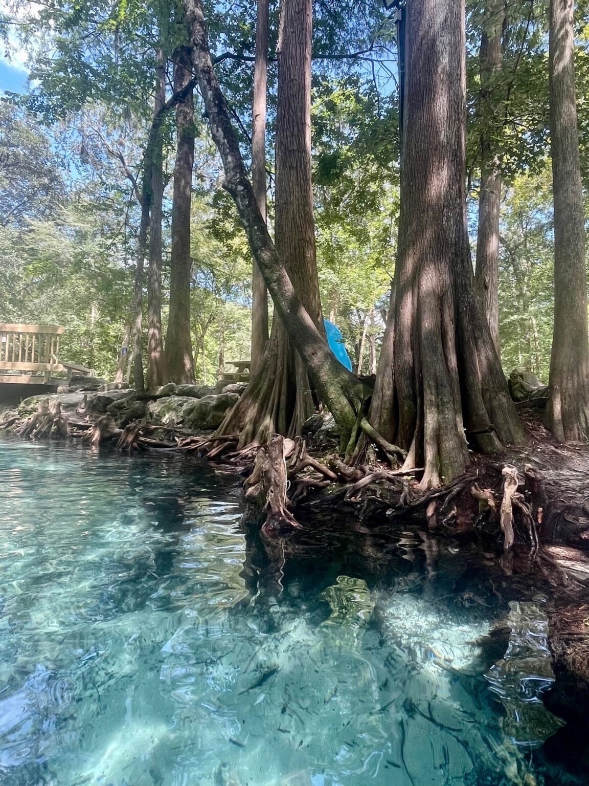 Exploring Florida Springs: Nature's Liquid Jewels - This Way To 