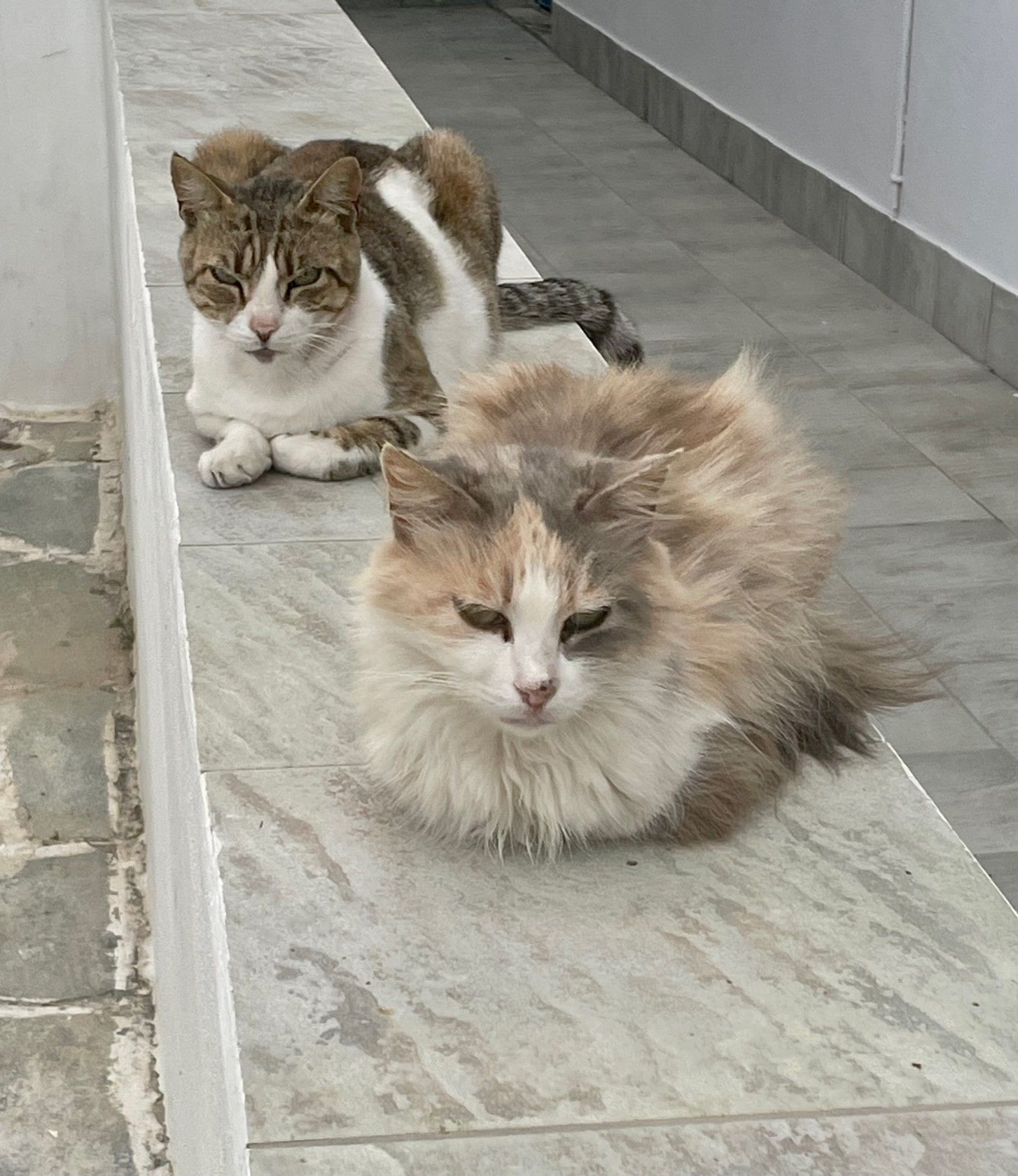 Cat watching in Milos