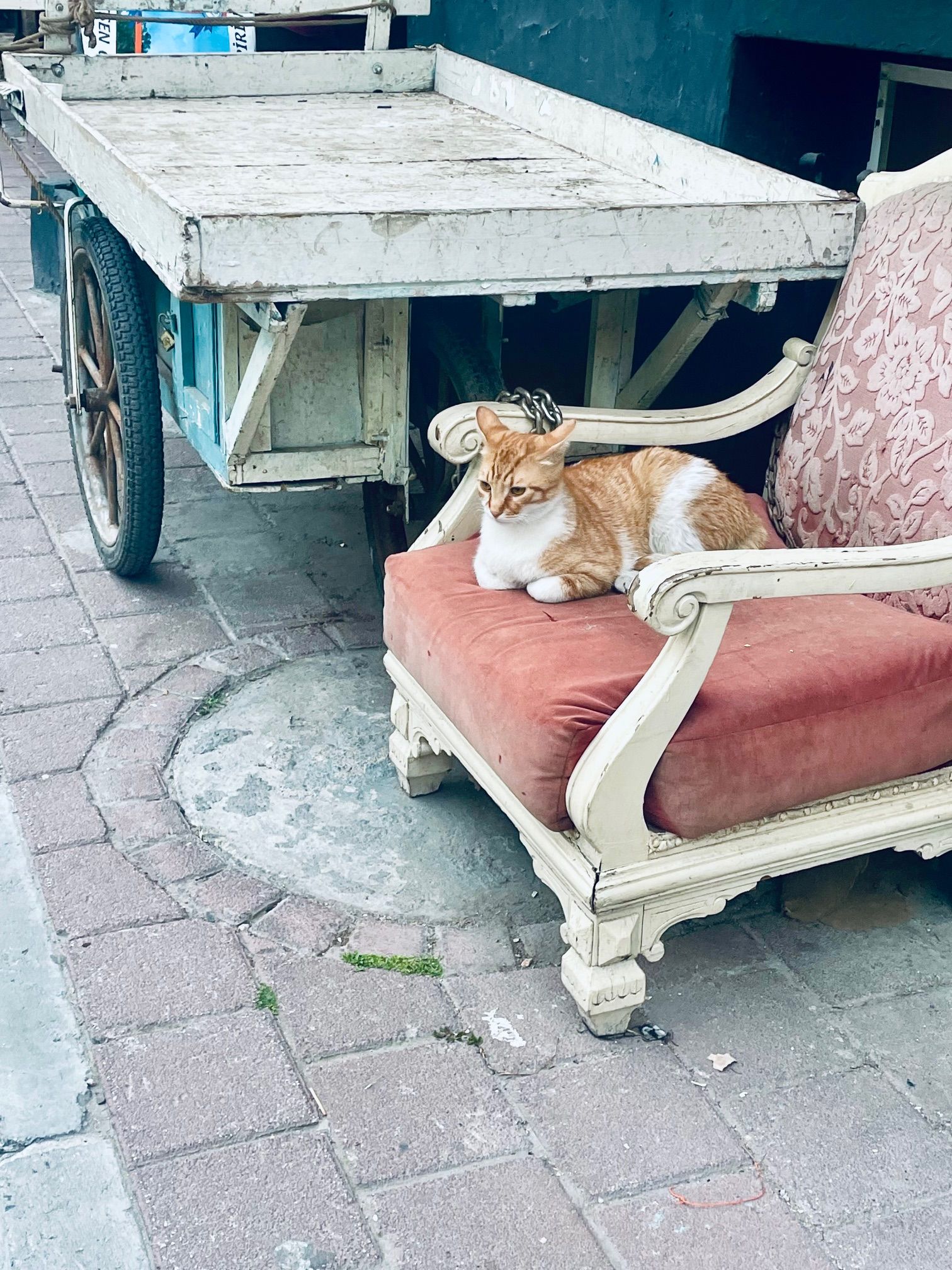 Cats of Istanbul