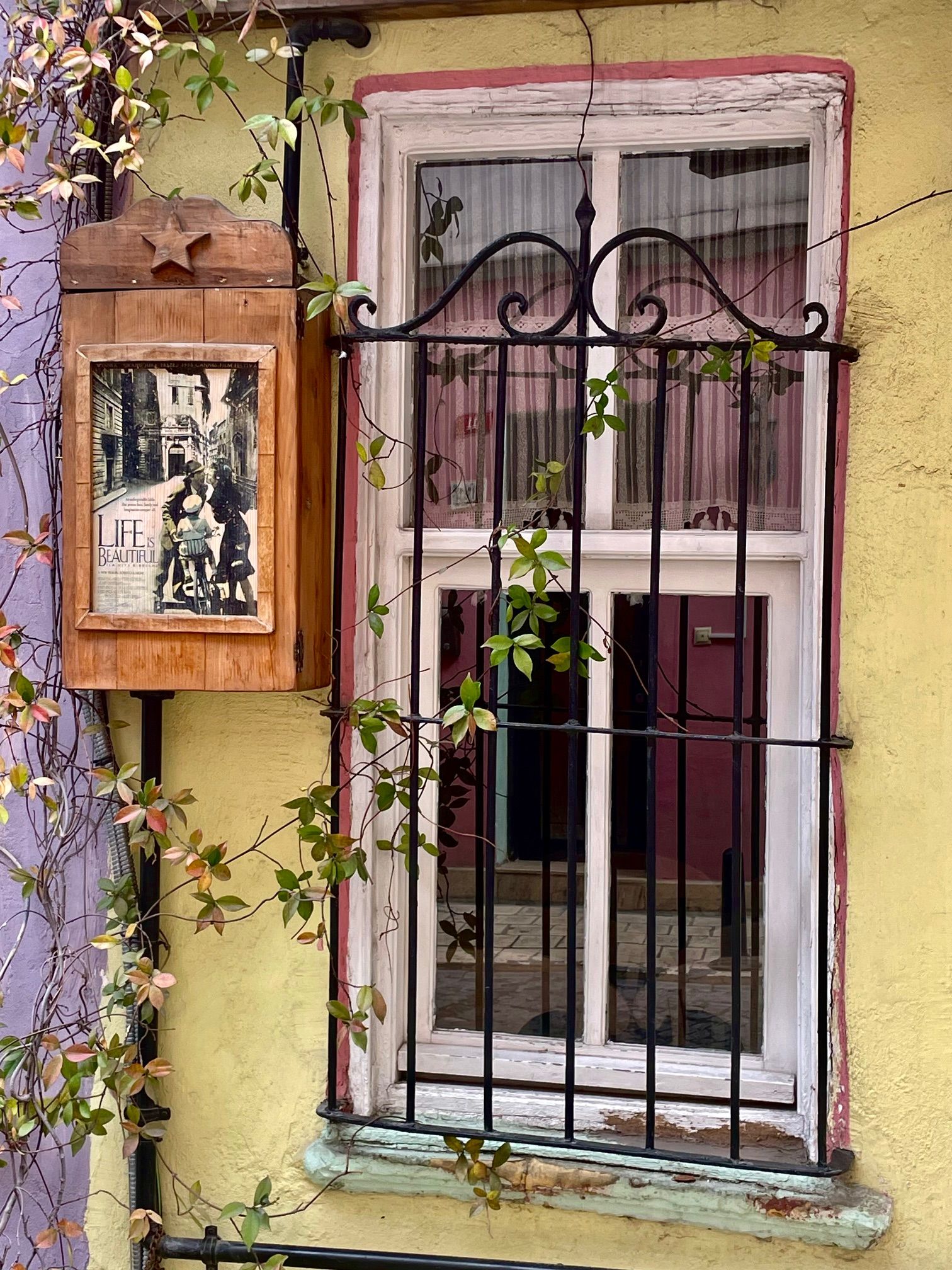 Window and plants